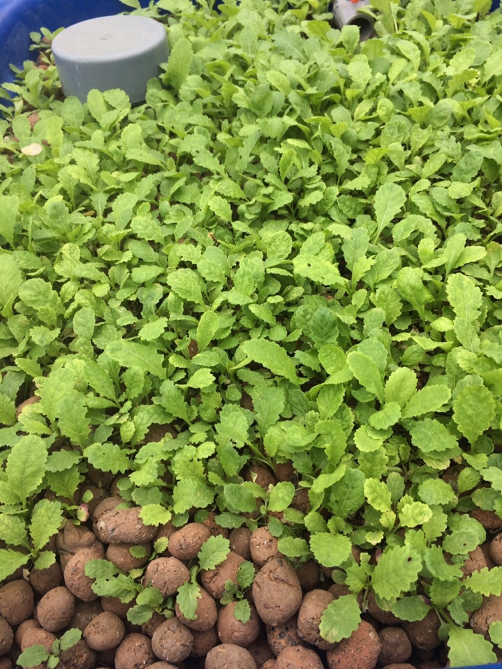 Đất sét nung trông rau sạch, thủy canh - 2