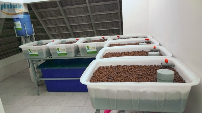 Hệ thống trồng rau nuôi cá sạch aquaponics 7 khay to chất lượng cao giá rẻ Phú Hòa An
