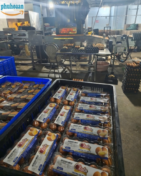 Mua Khay Đựng Trứng Ở Đâu Giá Tốt, Chất Lượng Ổn Định?