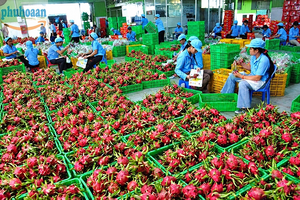 Phú Hòa An – Nơi Bán Rổ Nhựa Đựng Trái Cây Chất Lượng, Giá Tốt