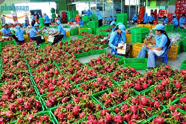 Phú Hòa An – Nơi Bán Rổ Nhựa Đựng Trái Cây Chất Lượng, Giá Tốt