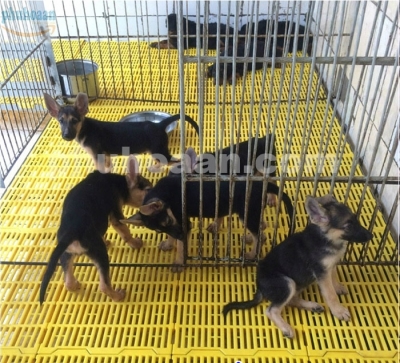 Nhà cung cấp tấm nhựa lót sàn chuồng chó ở Hà Nội