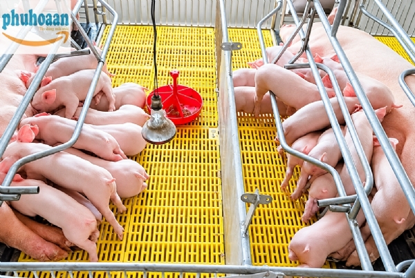 Tổng Hợp Các Loại Tấm Nhựa Lót Sàn Heo Tại Phú Hòa An