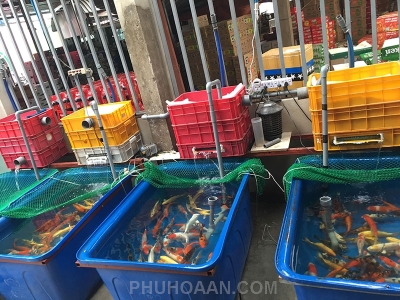 Ưu nhược điểm khi nuôi cá bằng thùng nhựa