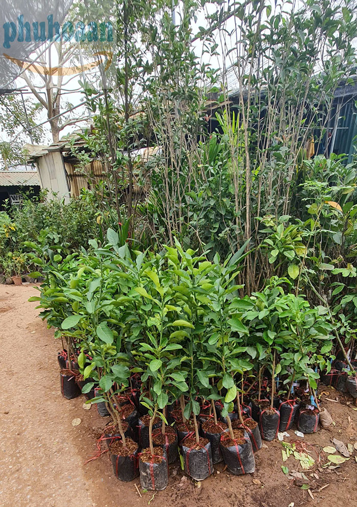 Lưới che nắng màu đen giá rẻ