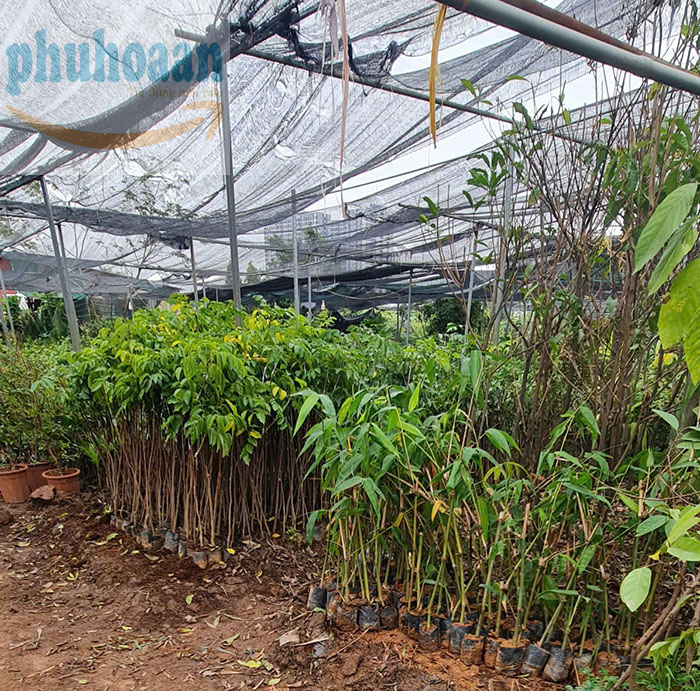 Lưới che nắng cho rau giá rẻ