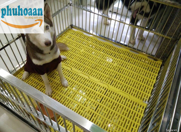 Địa chỉ cung cấp tấm nhựa lót sàn chuồng chó tại Hà Nội