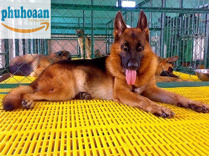 Địa Chỉ Mua Tấm Nhựa Lót Sàn Chuồng Chó Tại Hà Nội