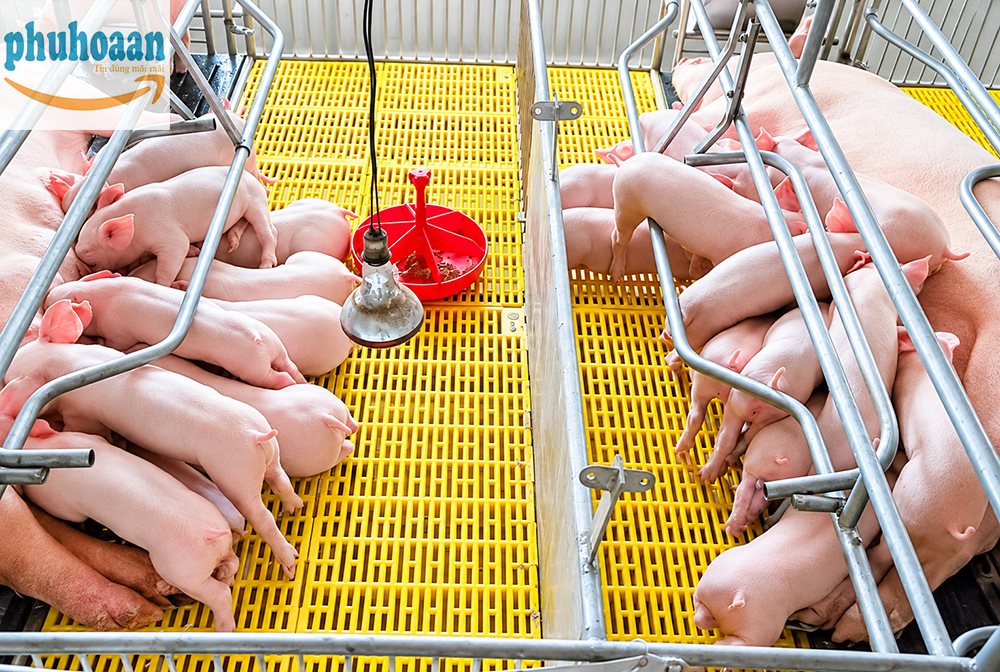 Tổng Hợp Các Loại Tấm Nhựa Lót Sàn Heo Tại Phú Hòa An